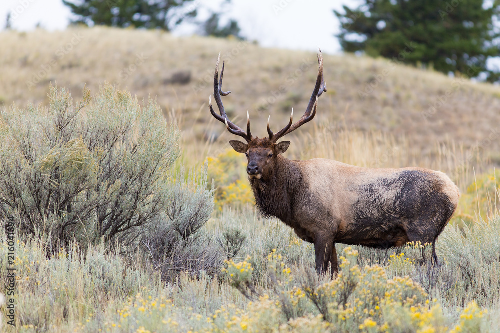 Elk with big antlers Elk with big antlers