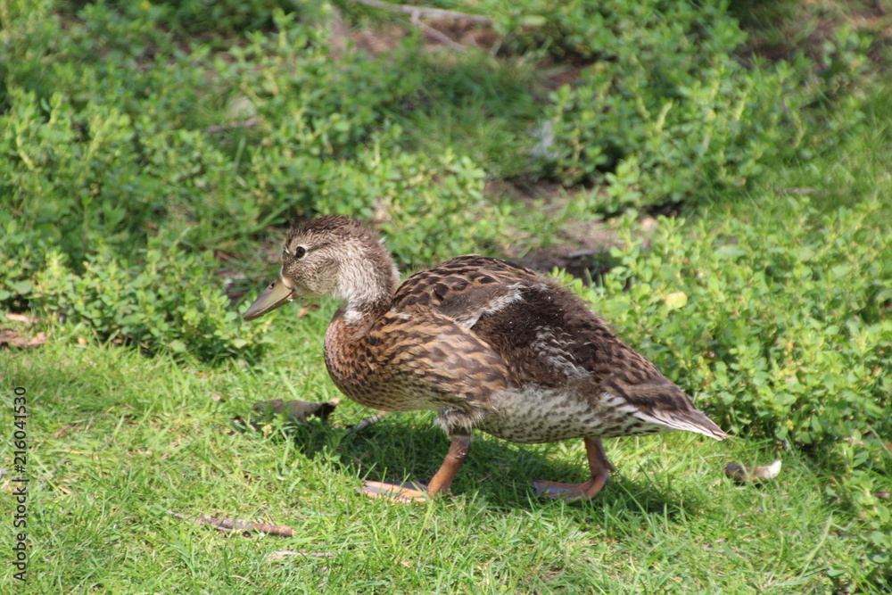 The Young Mallard, William Hawrelak Park, Edmonton, Alberta The Young Mallard, William Hawrelak Park, Edmonton, Alberta