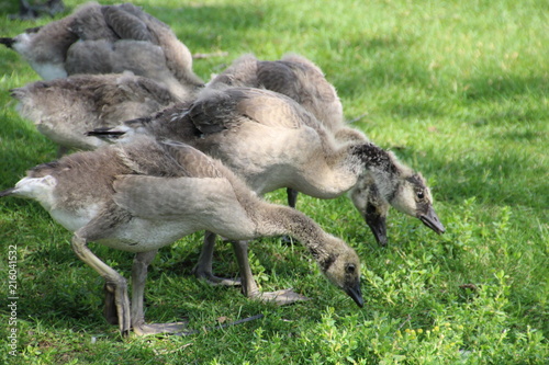 Young Geese Grazing  William Hawrelak Park  Edmonton  Alberta