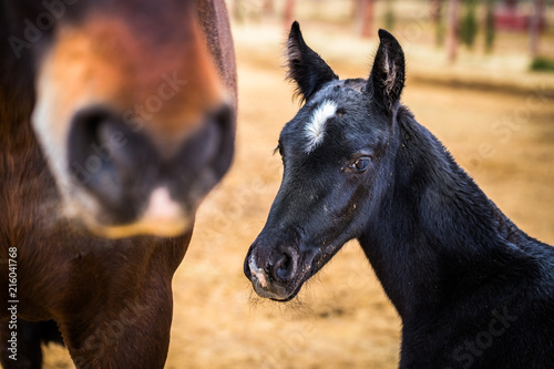 Close up of a black foal with white marking on head next to mother on a ranch in Spain