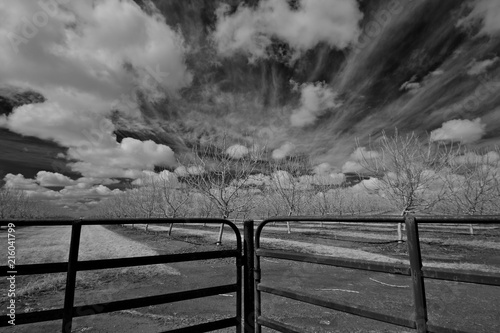 Black and white image of metal fence, orchard and steaming clouds, Central Valley, California  photo