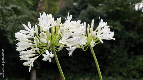 Fototapeta Naklejka Na Ścianę i Meble -  Afrikanische Schmucklilie (Agapanthus africanus)