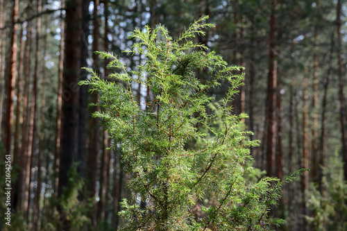The juniper tree in a pine forest