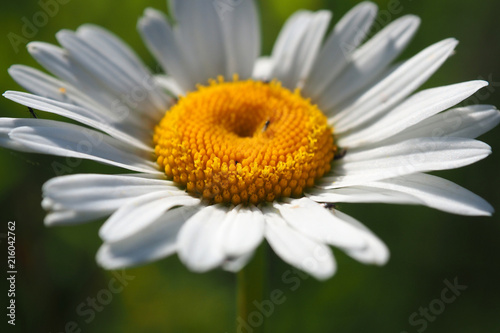 Chamomile solar close. Field summer wild flower.