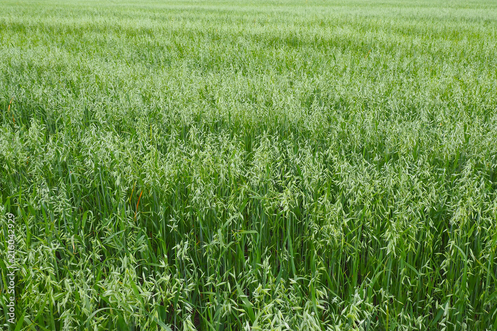 Field of young green Oats. Plantation of oats in the field - crop agricultural industry. Field of young green Oats. Plantation of oats in the field - crop agricultural industry.