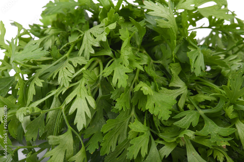 Fresh parsley isolated on a white background Fresh parsley isolated on a white background