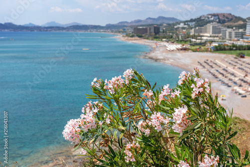 Summer plant growing along sea bay. Faliraki village on Rhodes island, Dodecanese, Greece.