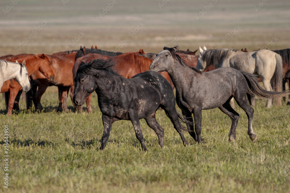 Obraz premium Desert Wild Horses