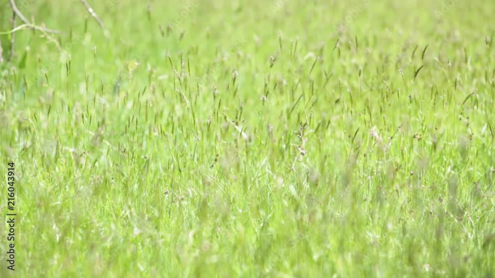 establishing shot of outdoor natural green field moved by wind in sunny summer day with focus rack change establishing shot of outdoor natural green field moved by wind in sunny summer day with focus rack change