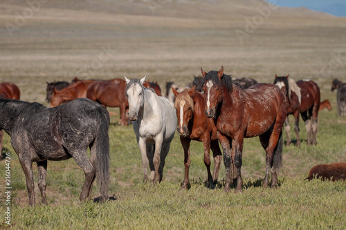 Utah Wild Horses photo