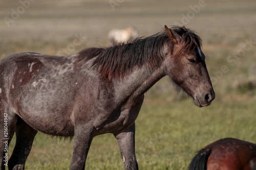 Utah Wild Horses © Shawn