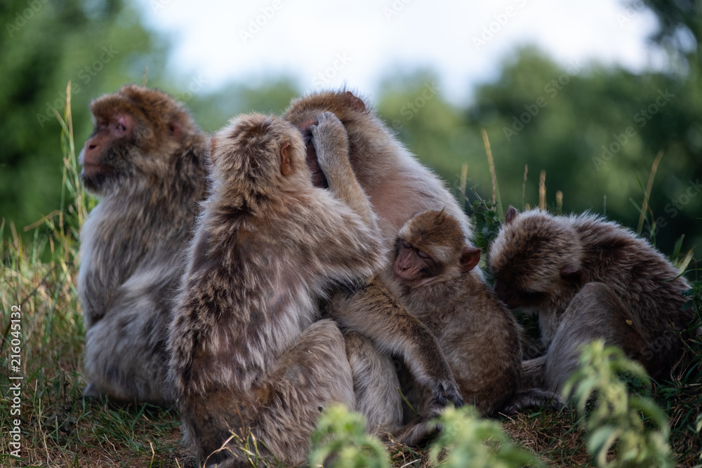 Obraz premium Monkey family