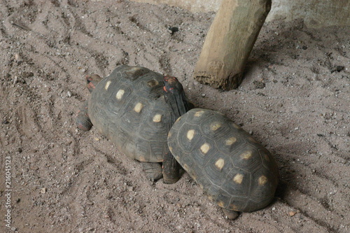 Two turtles