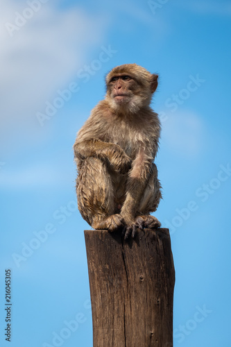 Monkey