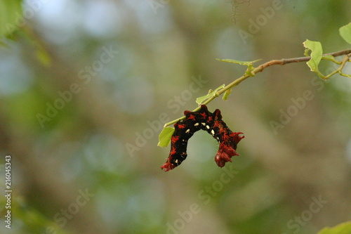 Caterpillar in red and black photo