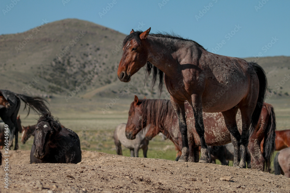 Obraz premium Water hole