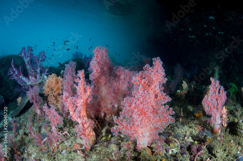 Fototapeta Naklejka Na Ścianę i Meble -  Beautiful Soft Coral Colonies in Raja Ampat