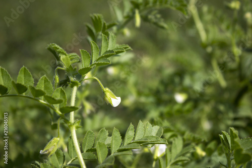 Flowering in chickpea in a field, green bean plant. Vegetarian food