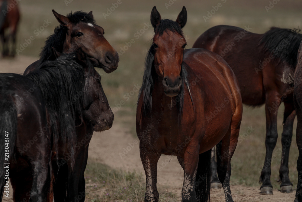 Fototapeta premium Desert Wild Horses