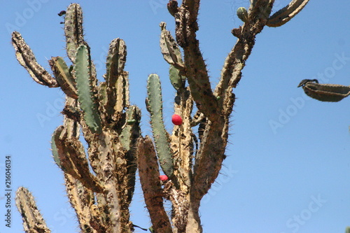 Mandacaru em cacto no nordeste brasileiro - Pitahaya
