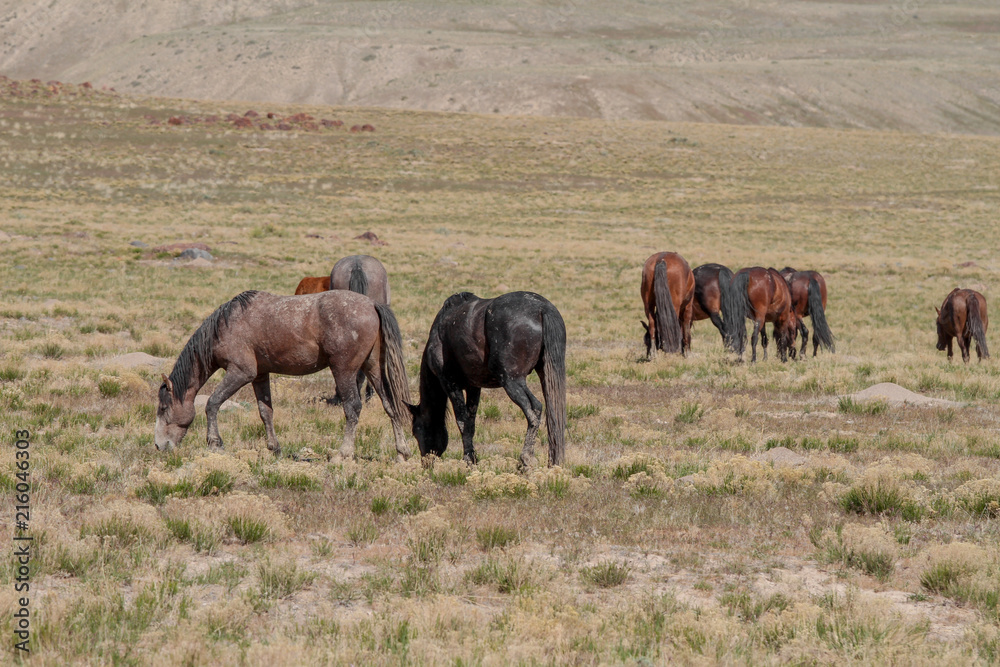 Obraz premium Grass land