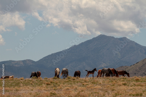 Horses on horizon © Shawn