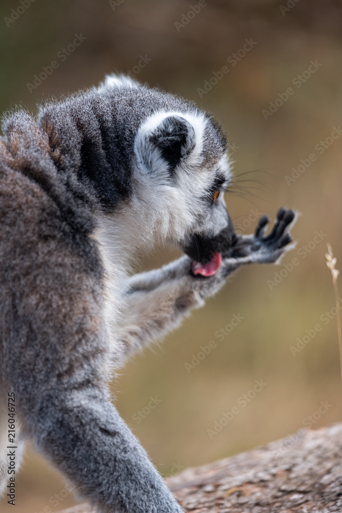 Fototapeta premium Lemur