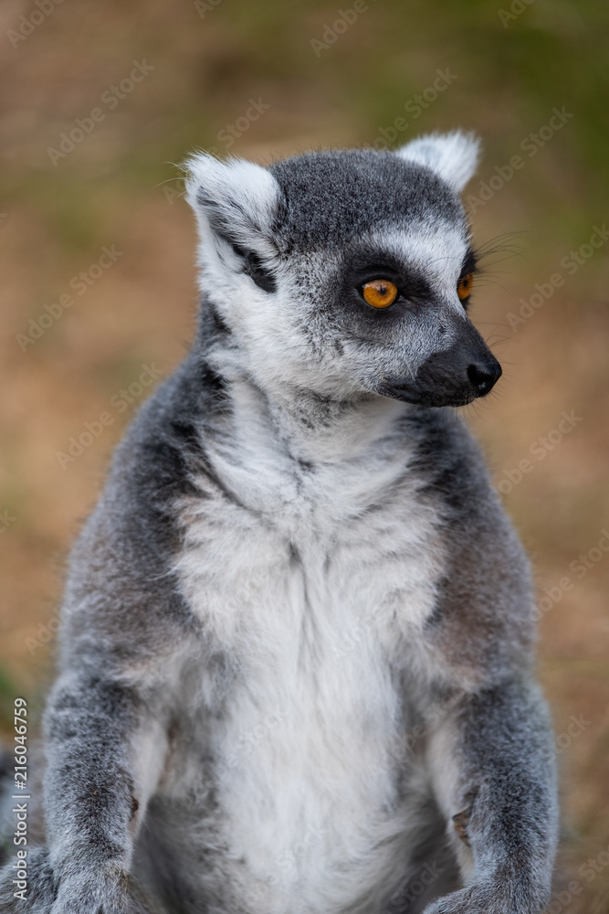 Obraz premium Lemur