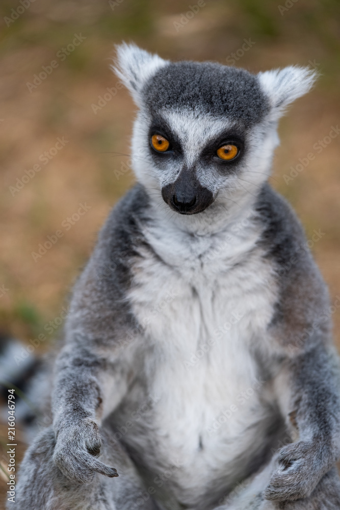 Fototapeta premium Lemur