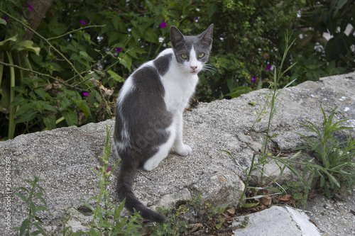 greece cat mu friends photo