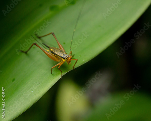 Grasshopper found in Kuala Lumpur Butterfly Park © David