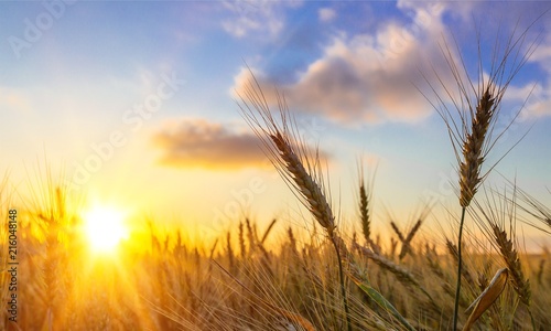 Fotografia Sun Shining over Golden Barley / Wheat