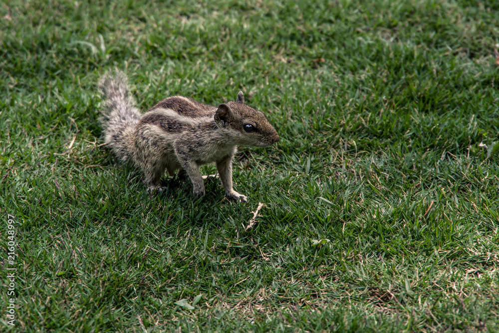 Close up view of small squirrel on the green grass in the garden. Searching for food..Nepal.Northern palm squirrel (Funambulus pennantii).