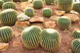 Sphere green cactus on a small rock in botanic garden.