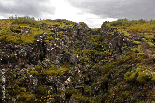 Icelandic Jungle