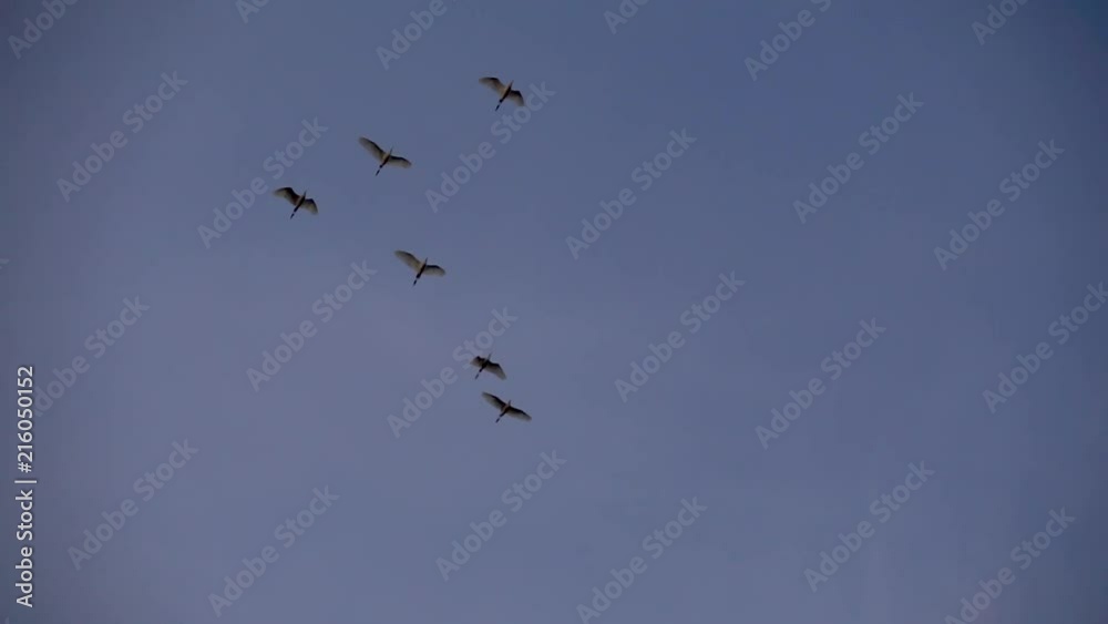 Beatiful Flock Of Birds Flying In Slow Motion Beatiful Flock Of Birds Flying In Slow Motion
