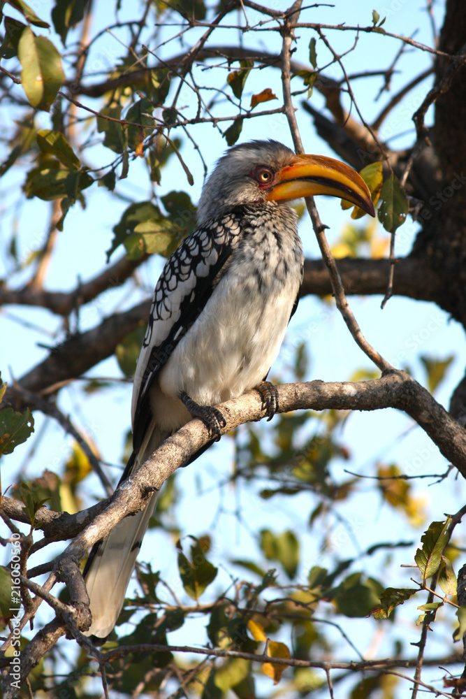 Obraz premium Zazu