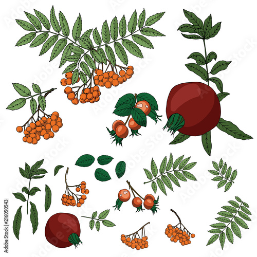 Autumn forest fruits and leaves rowanberry dog rose clip art set vector