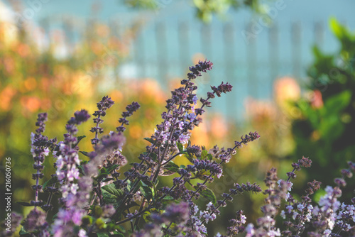 Lavender Growing near Fence Overlooking Ocean