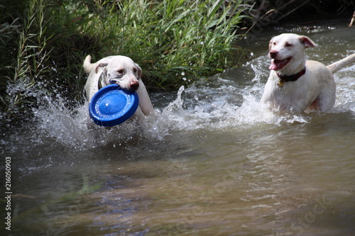 2 dogs and blue Frisbee in Denver, Colordo Cherry Creek