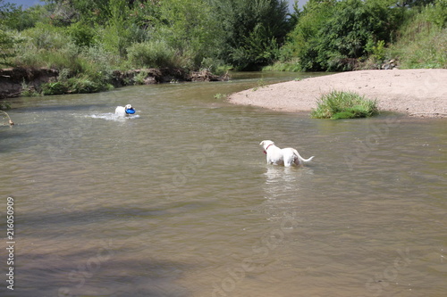 2 dogs and blue Frisbee in Denver, Colordo Cherry Creek