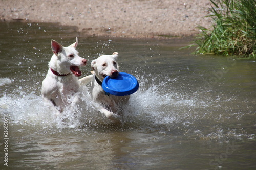 2 dogs and blue Frisbee in Denver, Colordo Cherry Creek