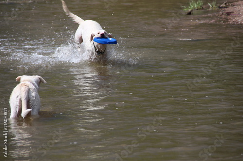 2 dogs and blue Frisbee in Denver, Colordo Cherry Creek