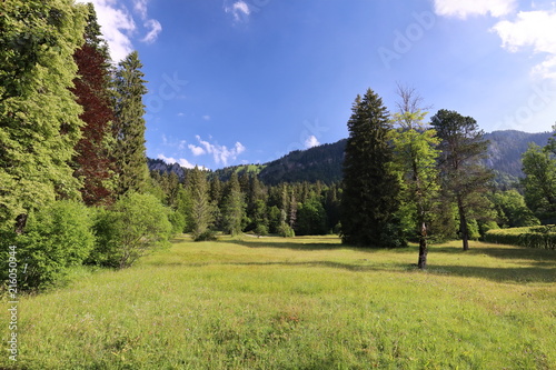 Fascinating, large-format types of green meadows, edges and the woods Alpine the foothills in summertime