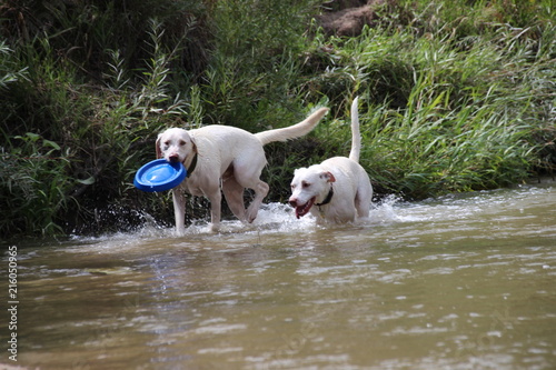 2 dogs and blue Frisbee in Denver, Colordo Cherry Creek