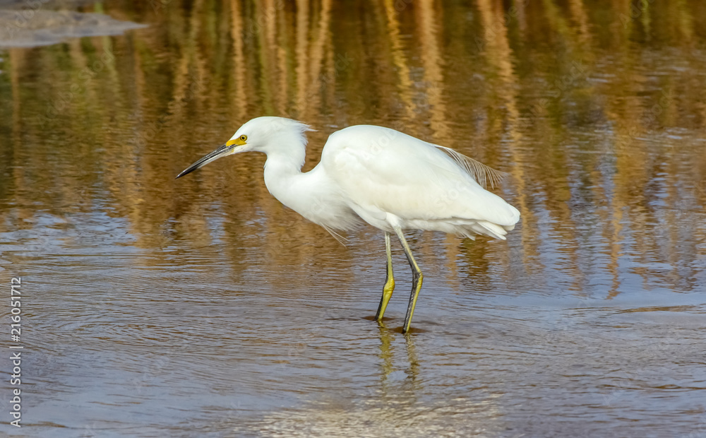 Snowy egret at Carmel River, Carmel, California Snowy egret at Carmel River, Carmel, California