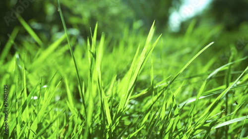 Green grass, sunlight, macr...
