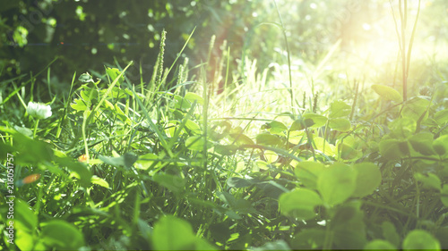 Green grass  sunlight  macro  blur background bokeh