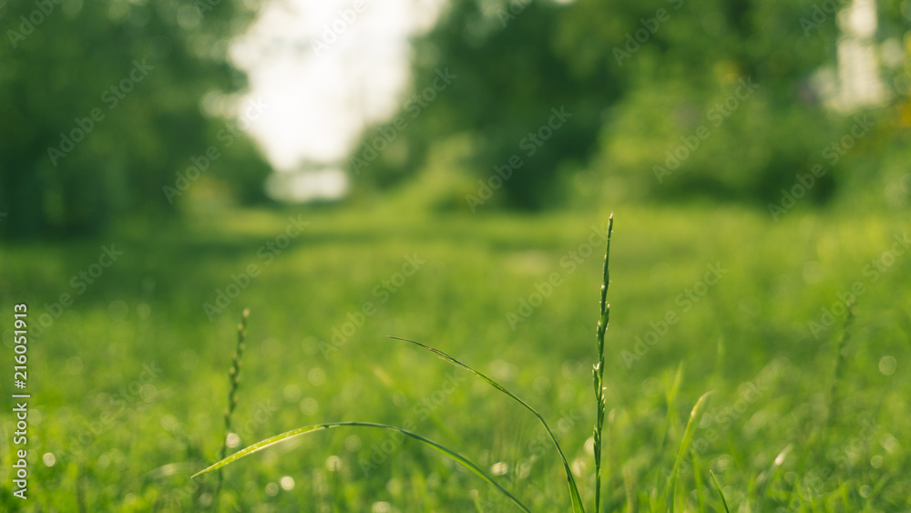 Green grass, sunlight, macro, blur background bokeh Green grass, sunlight, macro, blur background bokeh