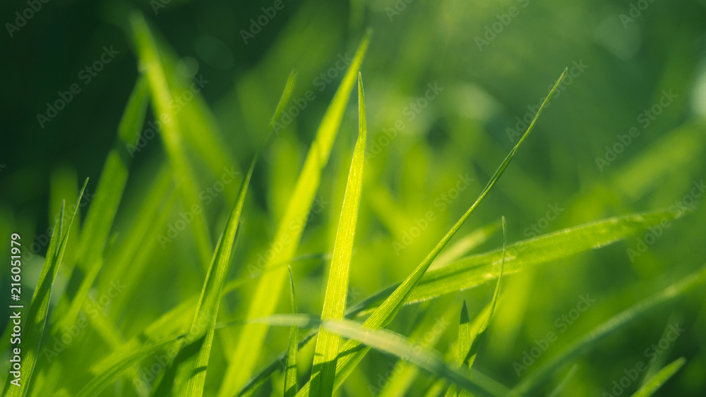 Green grass, sunlight, macro, blur background bokeh Green grass, sunlight, macro, blur background bokeh
